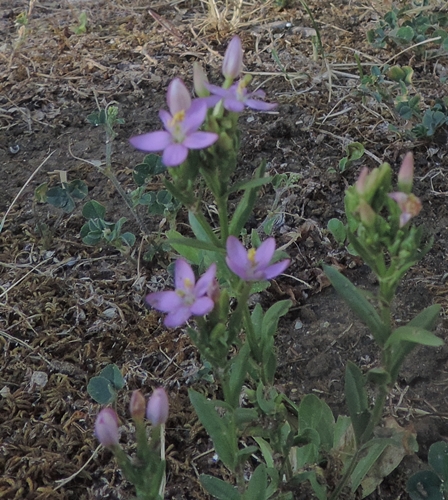 dal mio giardino - Centaurium erythraea